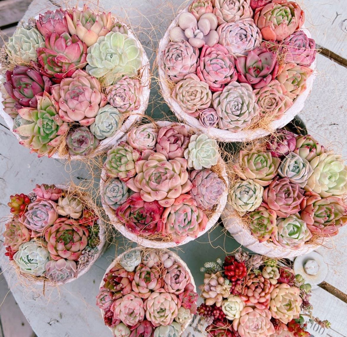 ⑤ミニ苗大量セット✨多肉植物　エケベリア　カット苗　寄せ植えに！ Amazon.co.jp: 【Succute】多肉植物 寄せ植え 韓国カット苗