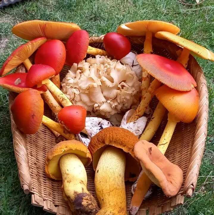 天然きのこ11　タマゴタケ、ハナビラタケ、アカヤマドリ