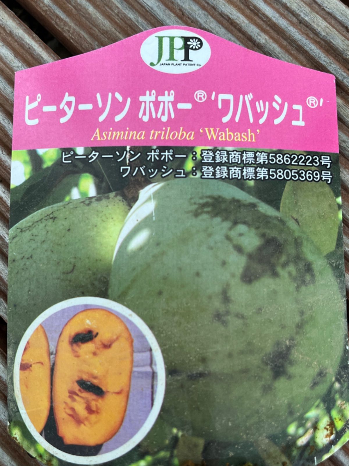 ピーターソンポポー苗ワバッシュ®️接木苗５号 - Takarazuka ASAHIEN