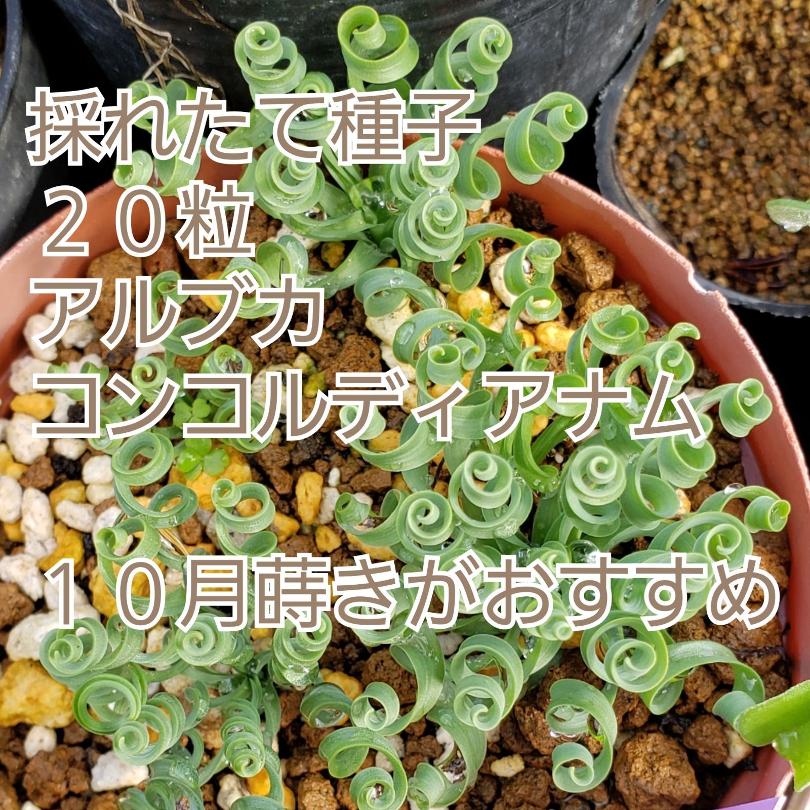 くるくる植物 種子２０粒 アルブカ コンコルディアナ ケープバルブ