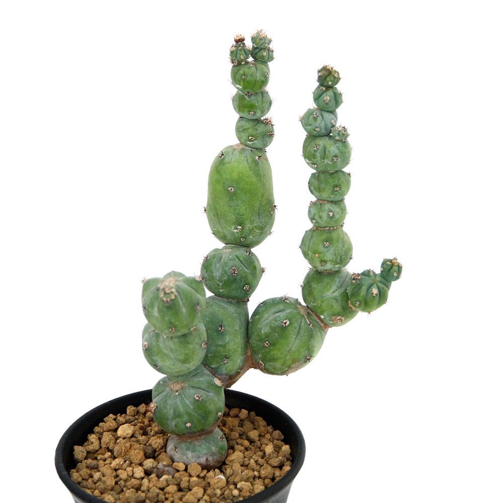 ミルチロカクタス ゲオメトリザン ミューテーション ３号 １鉢 358315