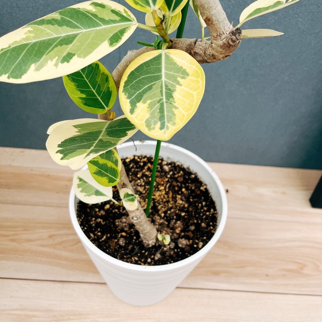 特価】フィカス アルテシマ 曲がり 観葉植物 大型 室内 現品］80番