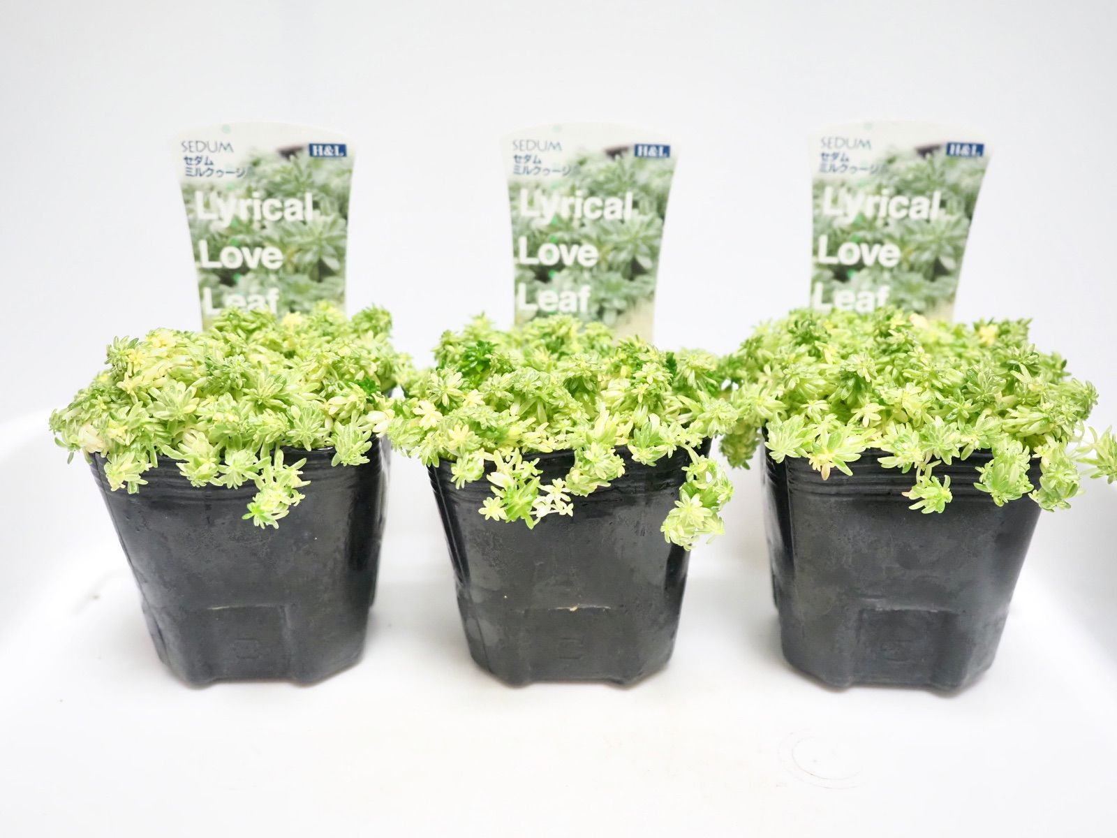 多肉植物 斑入りセダム ミルクゥージ　正規品ラベル付　抜き苗 多肉植物 斑入りセダム ミルクゥージ 正規品ラベル付 抜き苗 【公式通販】