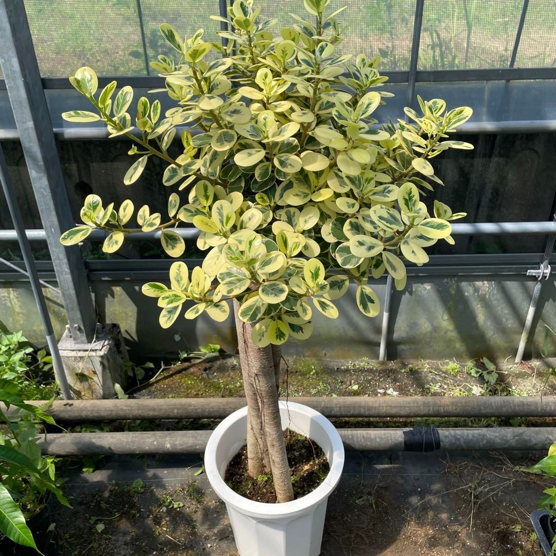 あ*ん様 【安心の発根済株/接木/鉢込】斑入り パンダガジュマル あ*ん様 【安心の発根済株/接木/鉢込】斑入り パンダガジュマル