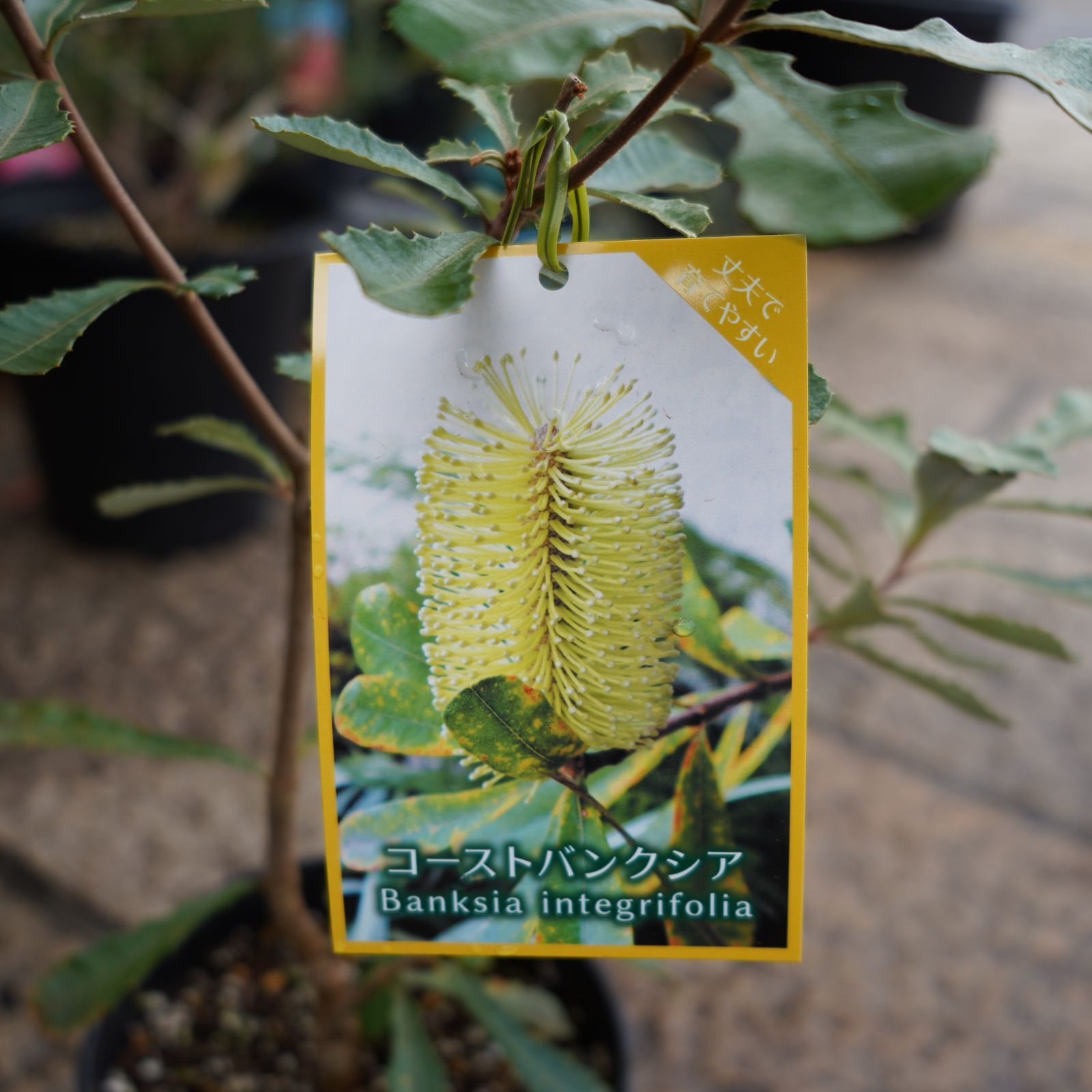 バンクシアコースト②オージープランツ （バンクシア・インテグリフォリア） 在庫有り】コーストバンクシア B / インテグリフォリア
