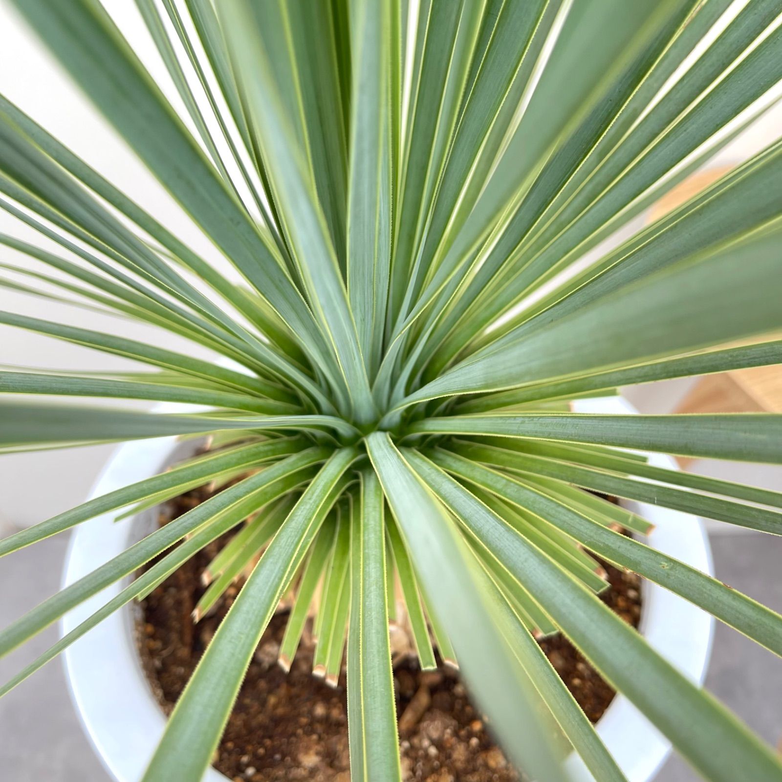 ユッカ ロストラータ サファイアスカイ ユッカ サファイアスカイズ アガベ