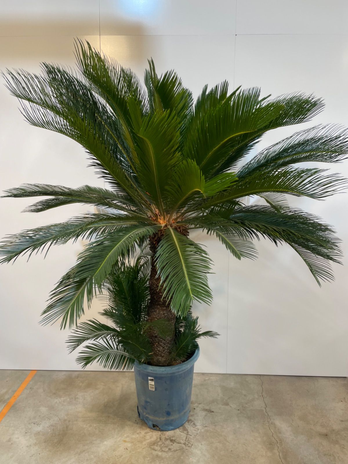 ソテツ 蘇鉄 引取り限定 南国 リゾート 屋内 インテリア グリーン 特大