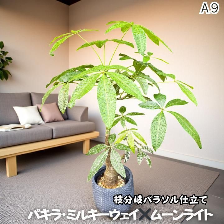 希少！パキラムーンライトA９・五ヶ所接ぎ木・枝分岐パラソル仕立て/無機質用土 パキラ ミルキーウェイ × ムーンライト｜唯一無二のパラソル樹形