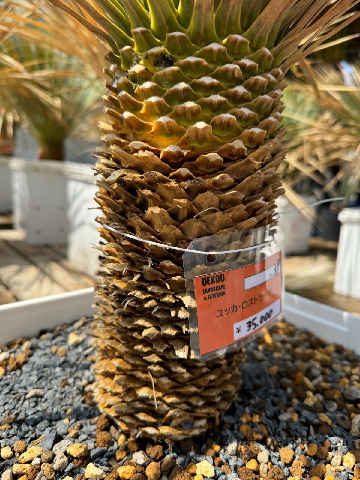 mi ユッカ ロストラータ 発根済 #39 観葉植物 ユッカ ロストラータ No.39