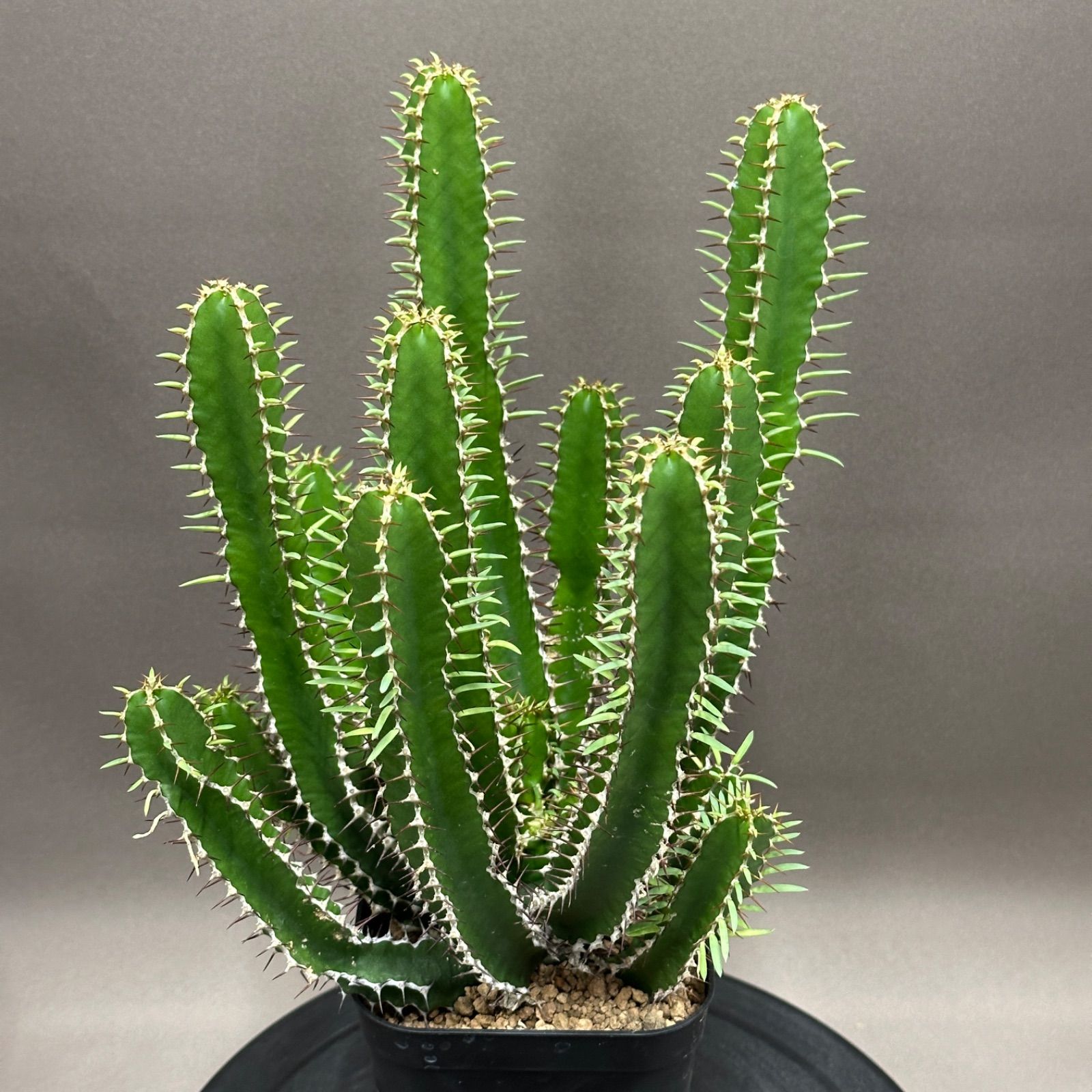 Euphorbia mlanjeana ユーフォルビア ムランジーナ 実生株 no.479-8