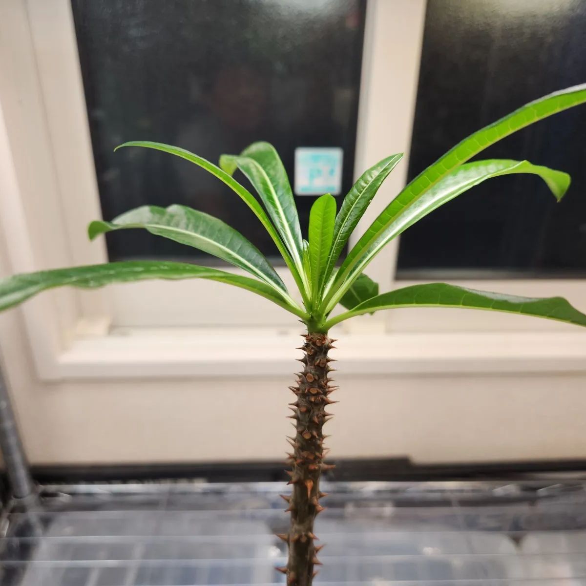 パキポディウム・ルテンベルギアナム（【国内実生】 PACH002 - メルカリ