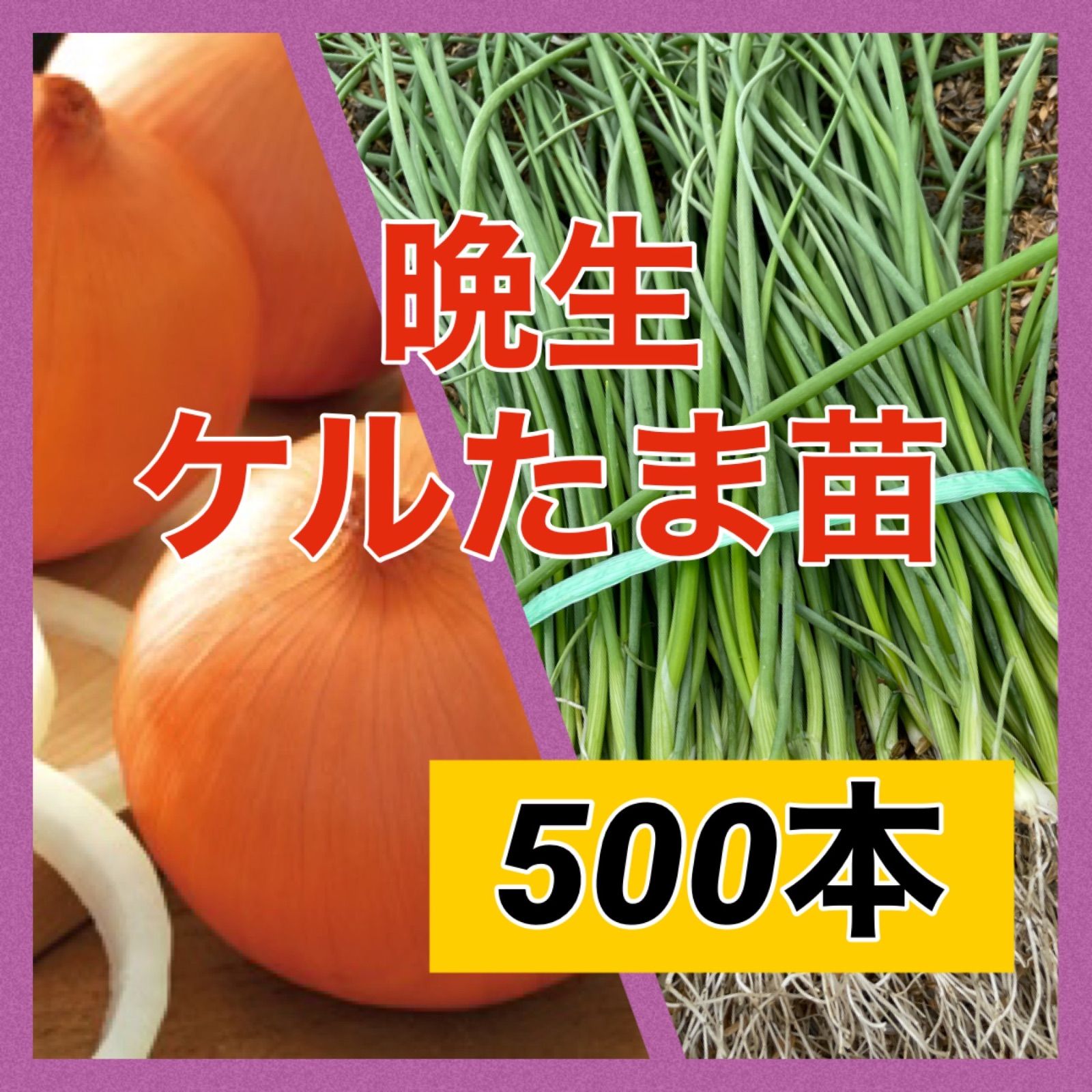 野菜【中晩生】玉ねぎ苗◆ネオアース2000本