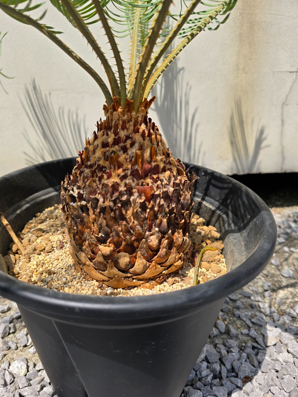 【特別価格】cycas cairnsiana カイルンシアナ４株セット　売り切り 特別価格】cycas cairnsiana カイルンシアナ4株セット 売り切り