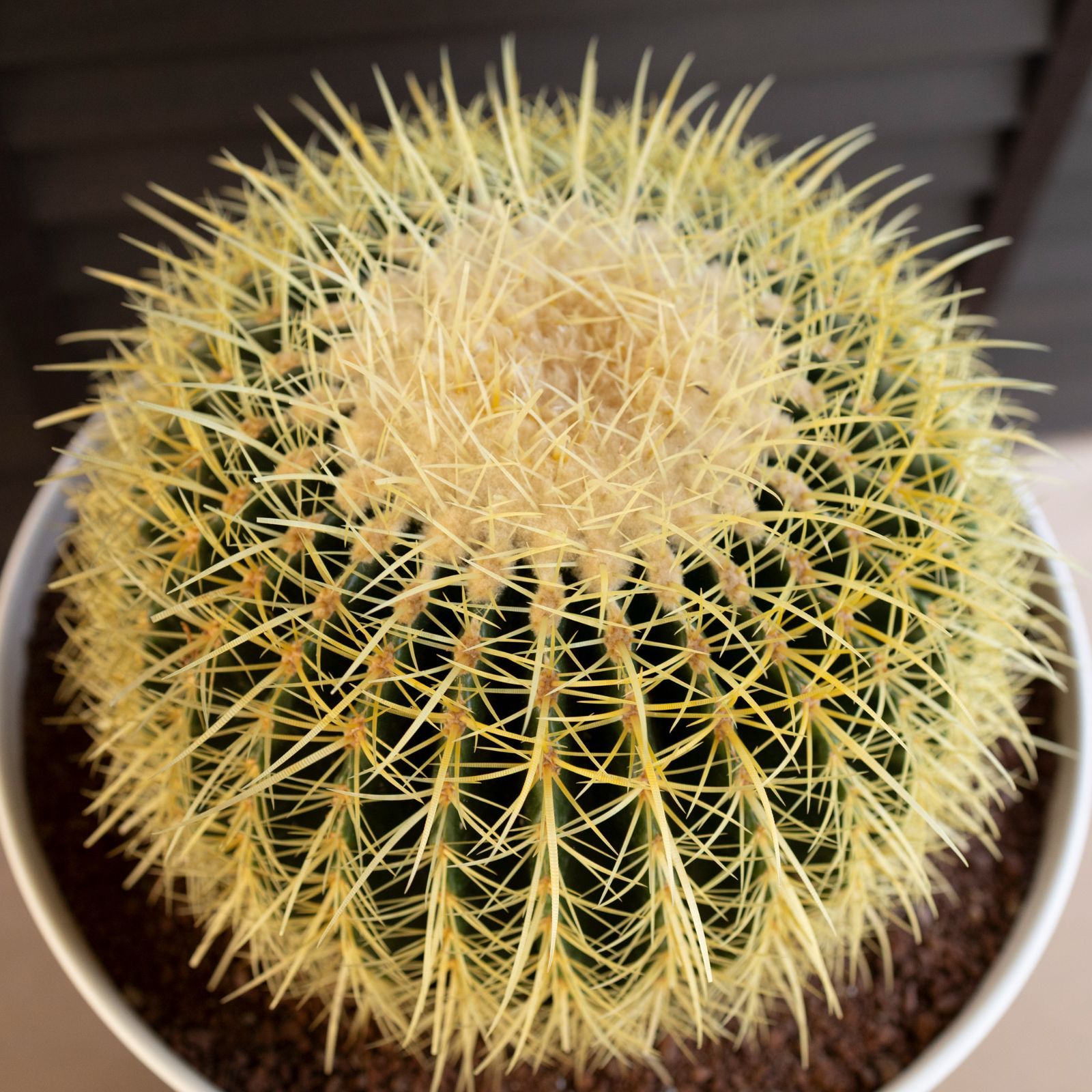 発根済 36cm