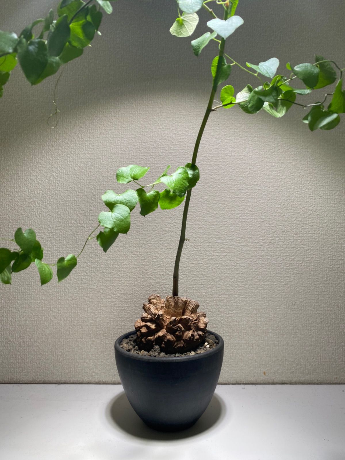 ディオスコレア 亀甲竜 バキバキ状態 冬型塊根植物 - メルカリ