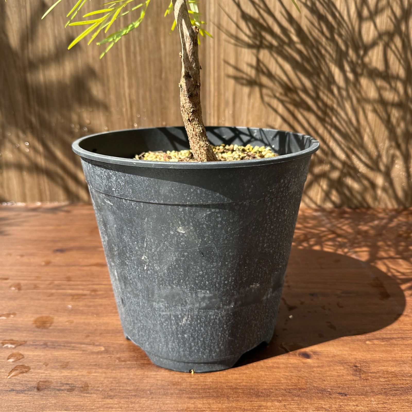 現品】④ グレビレア バンクシー 8号 オージープランツ ① - メルカリ