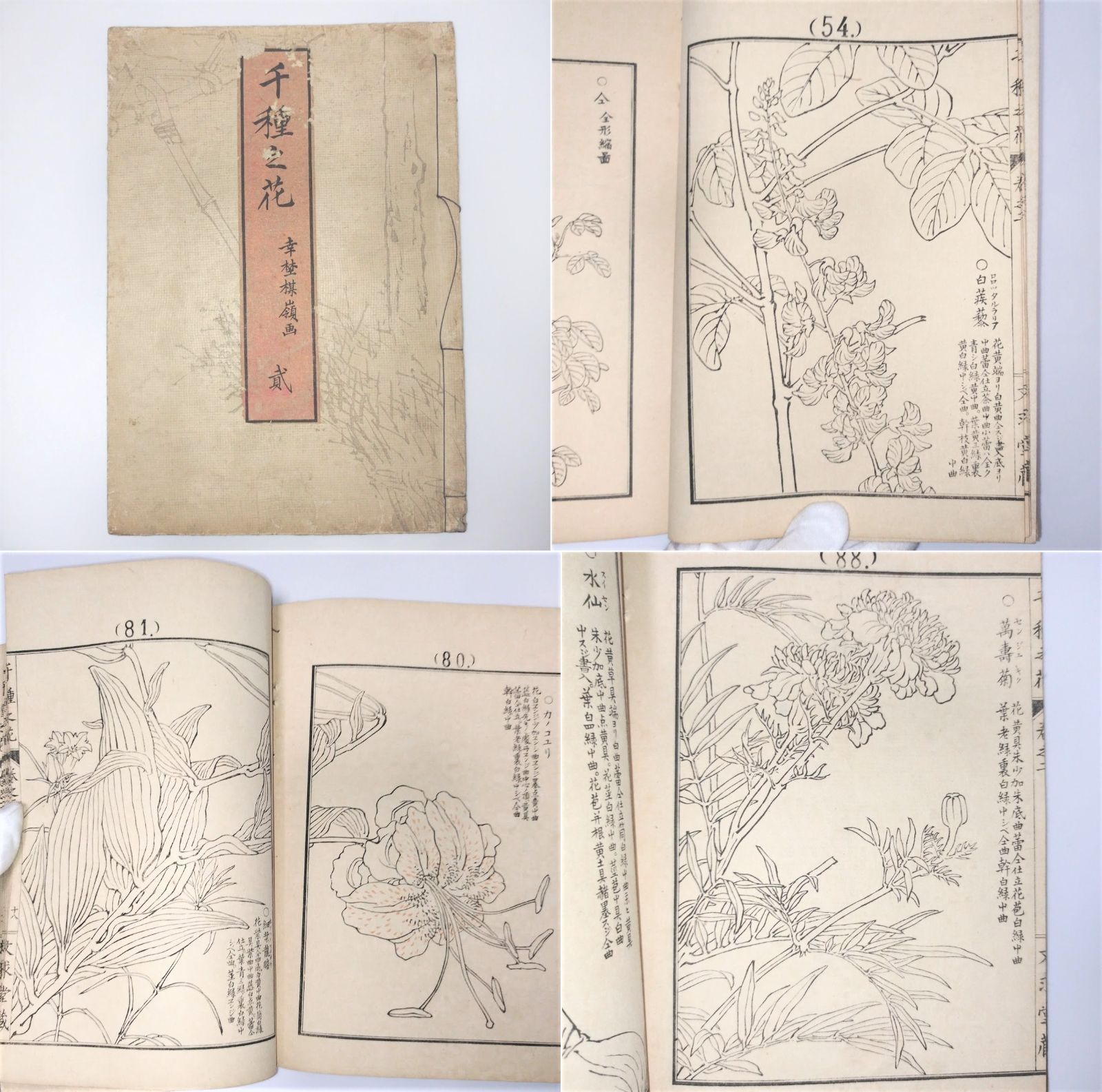 画譜 幸埜棋嶺画 「千種之花 2」絵入絵本 草花 図入 図譜 文求堂蔵 明治時代 木版 古美術 浮世絵 和本 古書#和本～江戸屋～ - メルカリ