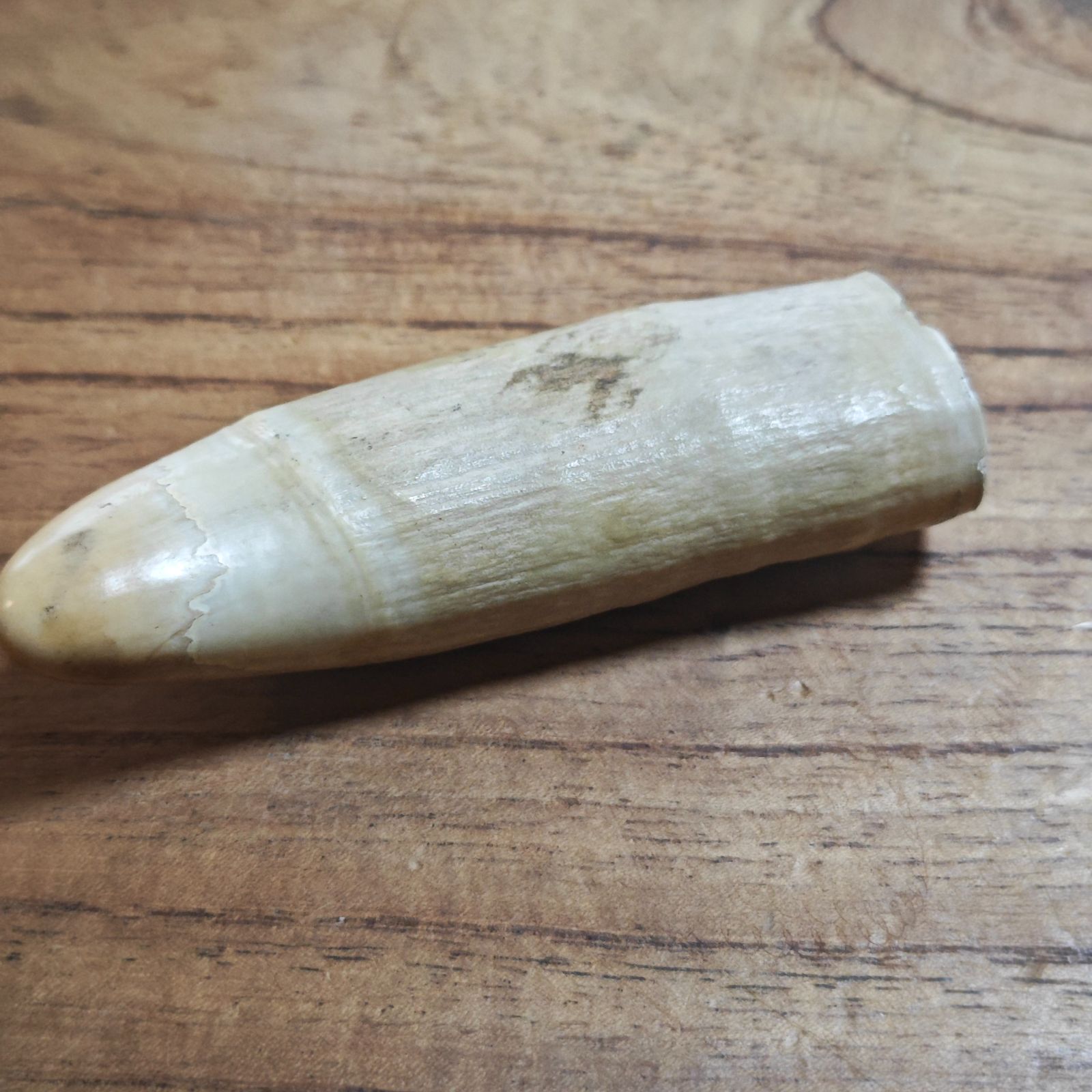 鯨歯 103g マッコウ クジラ 歯 素材 天然 貴重 - メルカリ