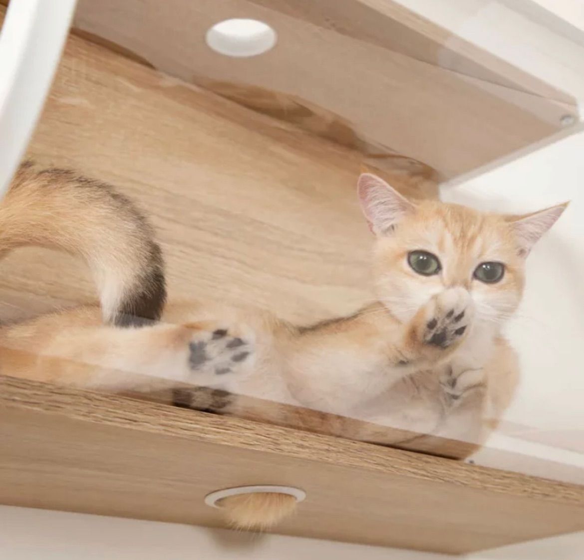 かわいい