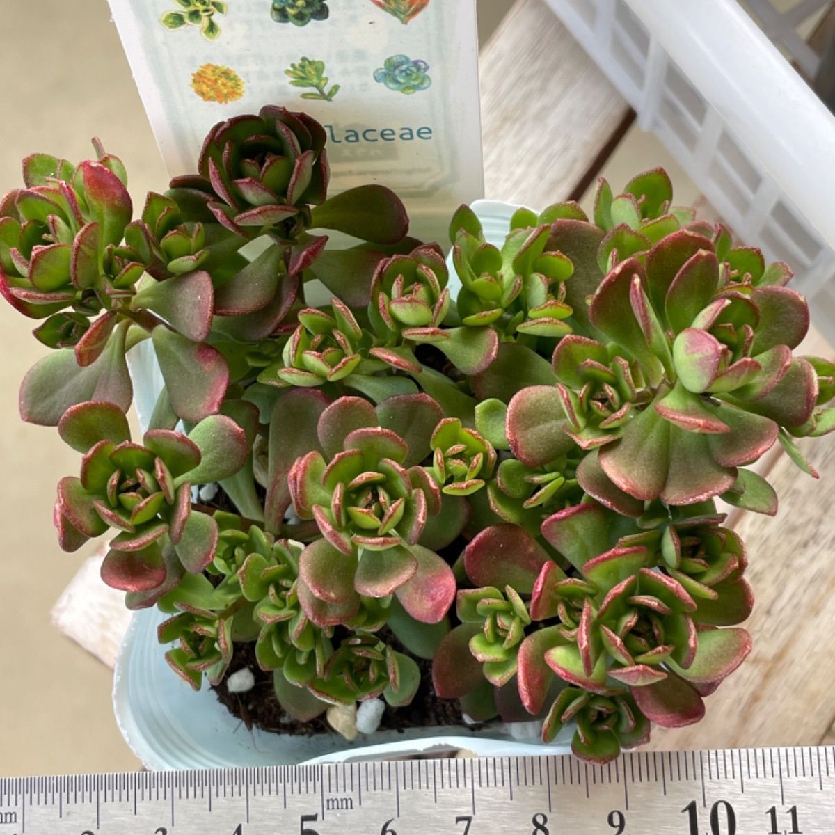 ルテオヴィリデ❣️札付き❗️多肉植物 抜き苗 - メルカリ ルテオヴィリデ❣️札付き❗️多肉植物 抜き苗 - メルカリ