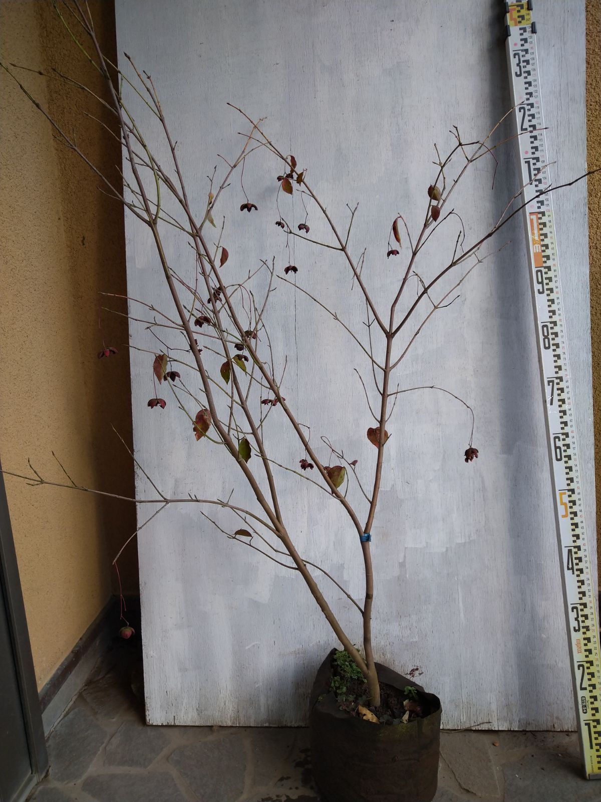 ツリバナマユミ