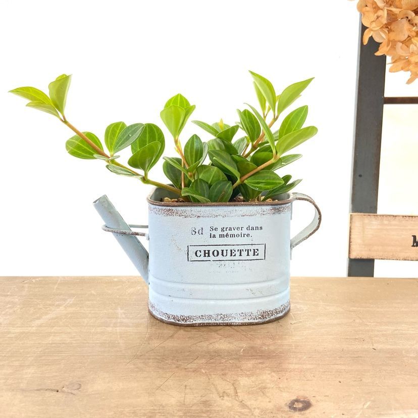 メルカリshops ペペロミアフェアリー鉢植え ブルー