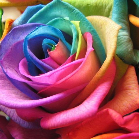 レインボーローズ