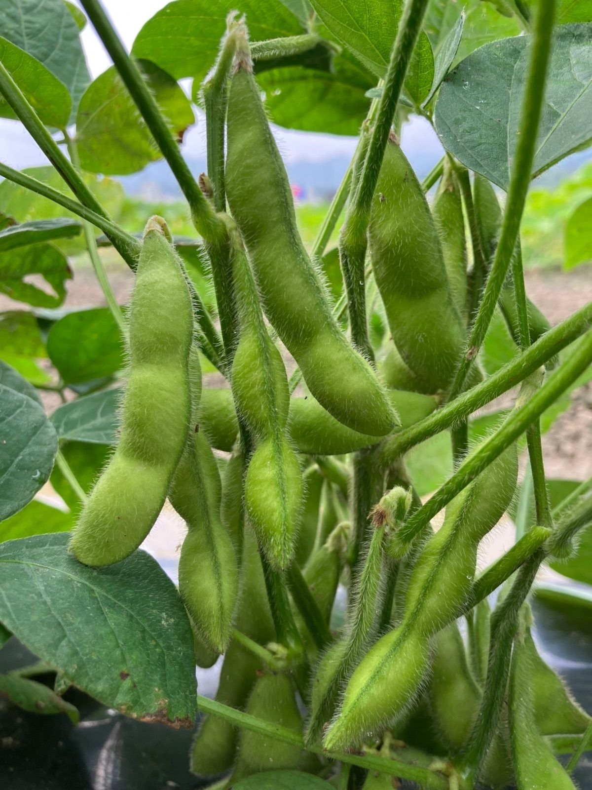 月曜日発送‼️早生大粒えだ豆❣️大粒の食味の良い甘い枝豆❣️500g