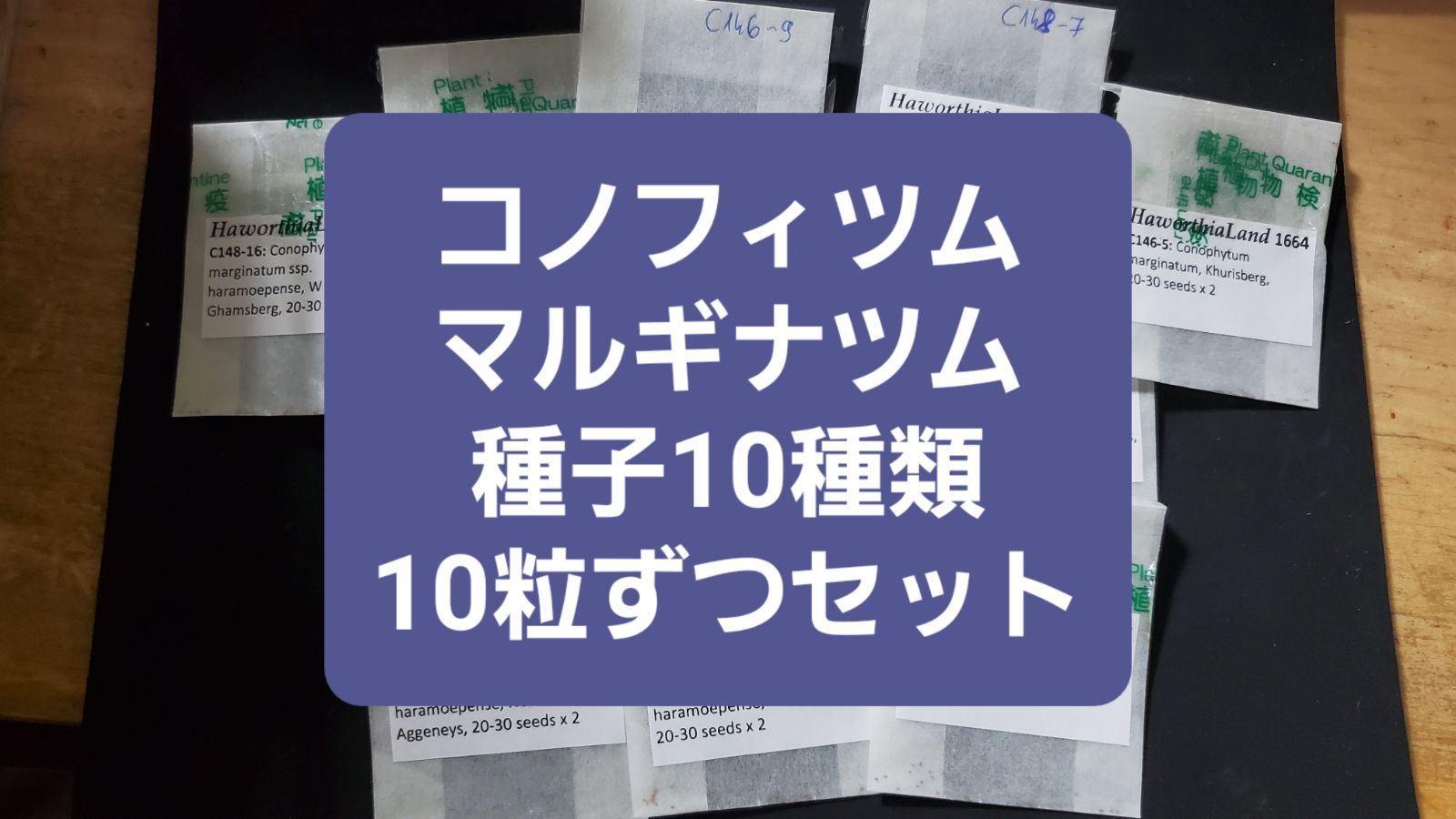 コノフィツム マルギナツム 種子11種類 10粒ずつセット コノフィツム