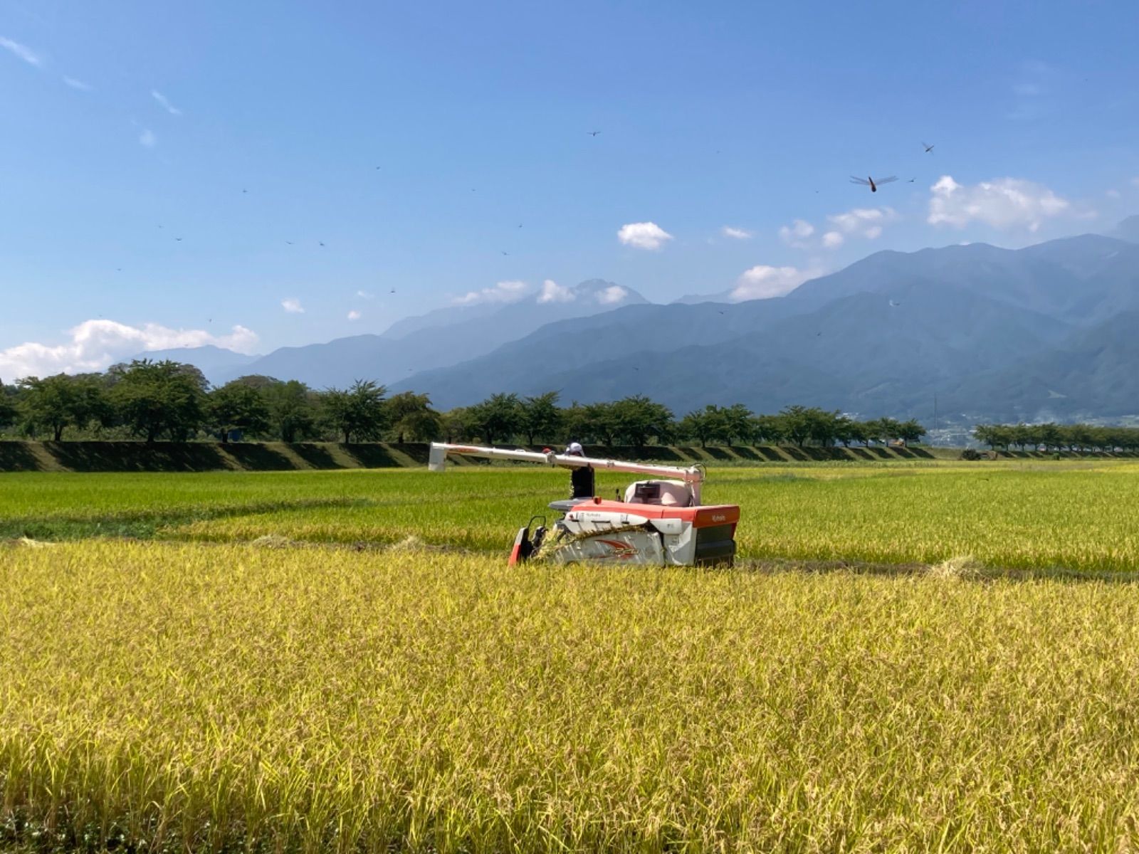 新米 白米 川下り米 令和7年産減農薬コシヒカリ 30kg玄米精米します 北海道 沖縄 離島は です