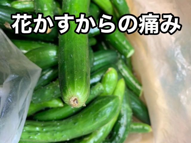 食品ロス　きゅうり　漬物　加工用　7.5キロ　北海道-2