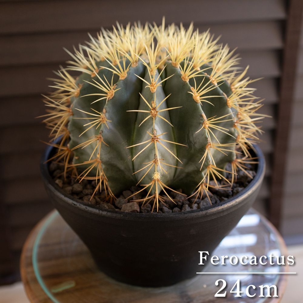 発根済 24cm 王冠竜 フェロカクタス ブルーバレルカクタス サボテン 8号 ドライガーデン 0919BK