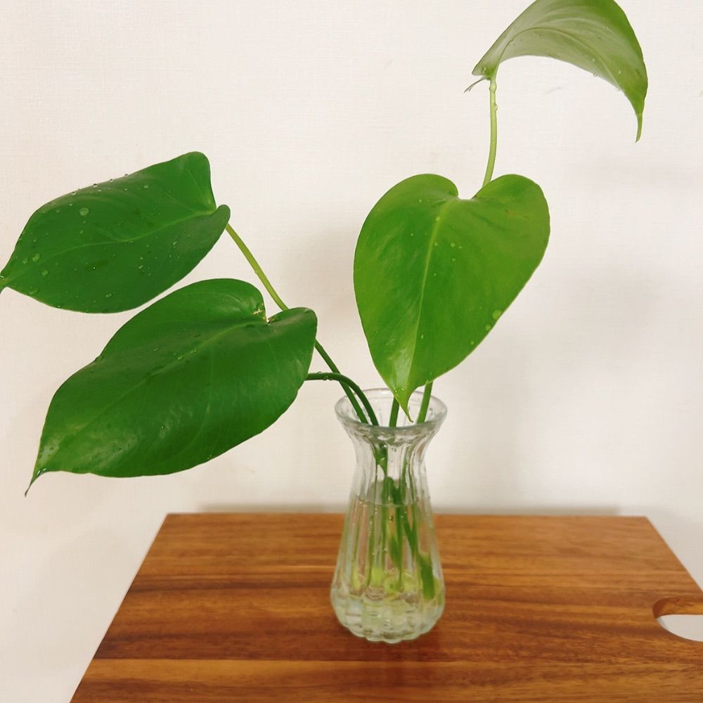 モンステラ茎伏せ成功しっかり発根3苗　そのままメルカリ便で匿名発送 モンステラ茎伏せ成功しっかり発根3苗 そのままメルカリ便で匿名