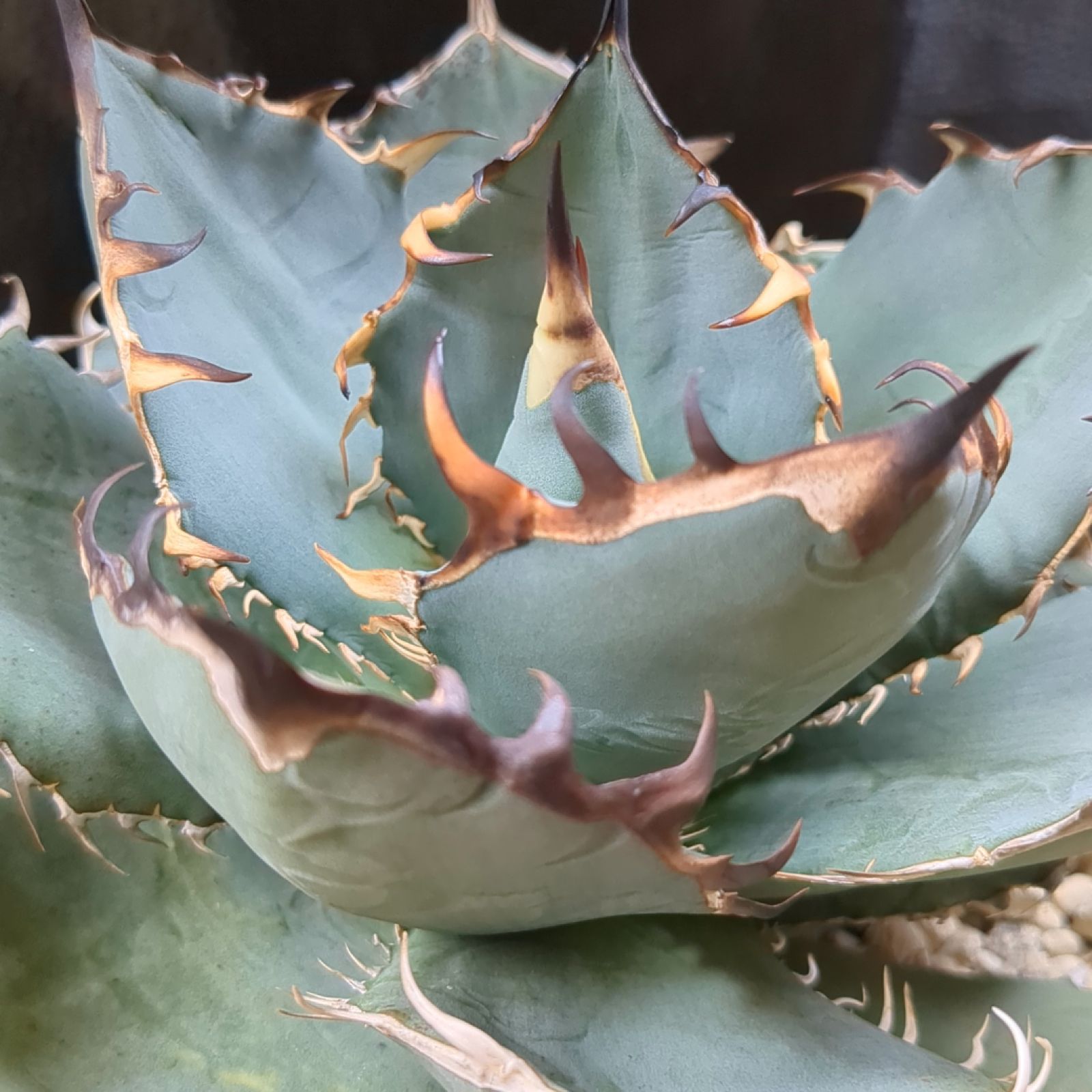 親株出品オアハカオテロイ ブルー肌oaxaca oteroi(青獅子 極厚バンド｜2025