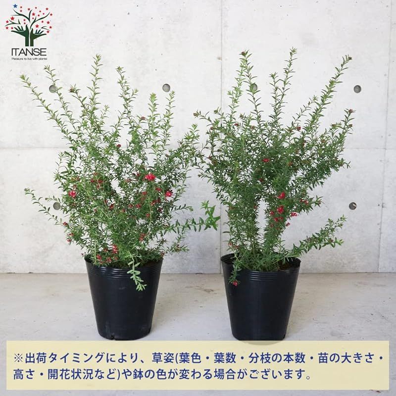 属は主にオーストラリアに250種が分布する常緑低木です ピグミー