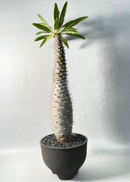 ウィンゾリー　検）　グラキリス　パキプス パキポディウム アンボンゲンセ 実生 検/グラキリス