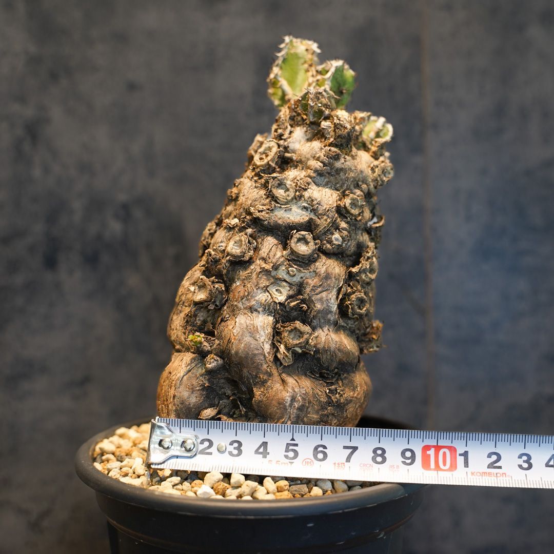 ね*]様 ユーフォルビア ムランジーナ 現地球 大株 葉有り 輸入即出品 11E ね*]様 ユーフォルビア ムランジーナ 現地球 大株 葉有り 輸入即