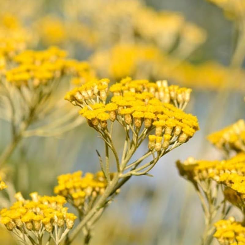 AEAJ表示基準適合認定精油