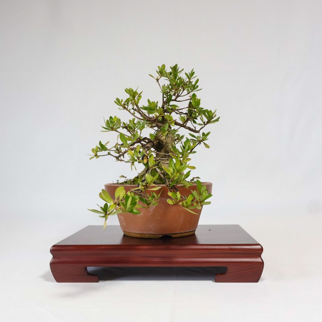 さつき（若恵比須）盆栽 サツキ 皐月 盆栽