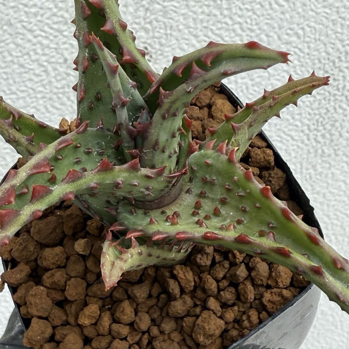 Aloe castilloniae アロエ カスティロニアエ 大型強棘タイプ カット苗