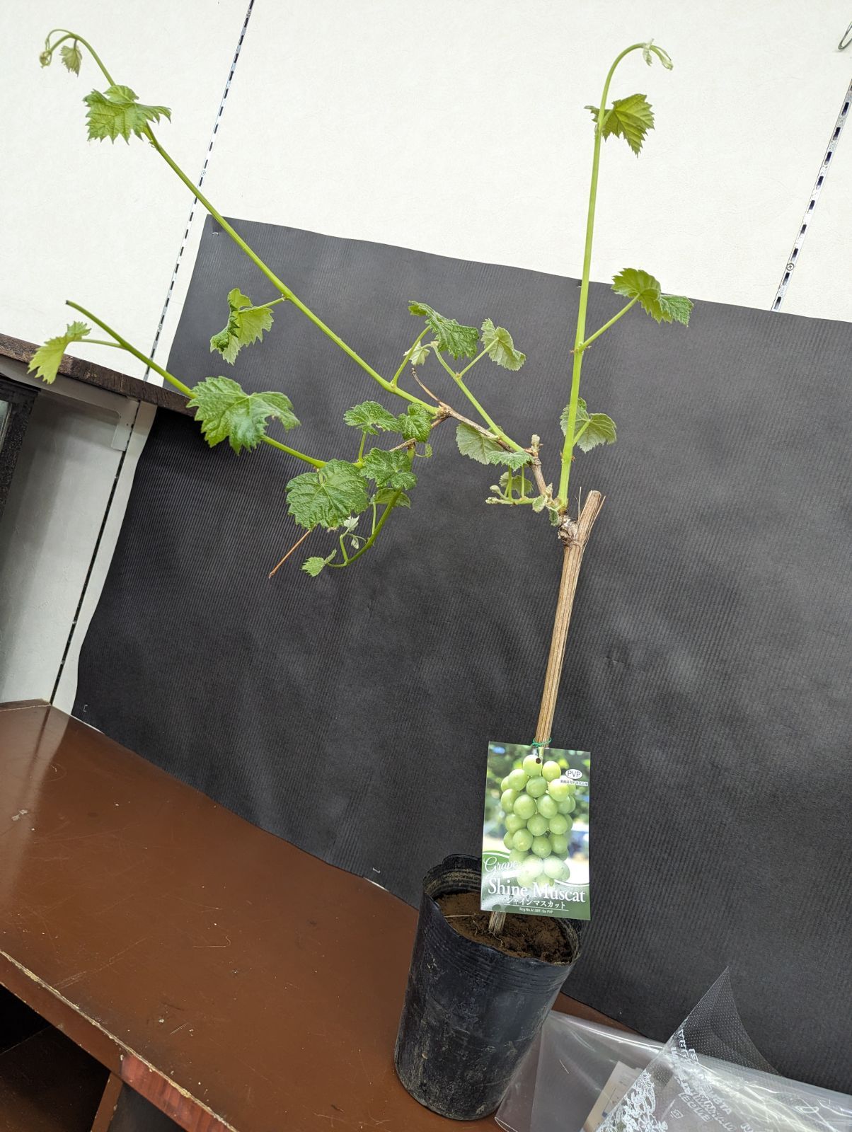 苗木 挿し木苗