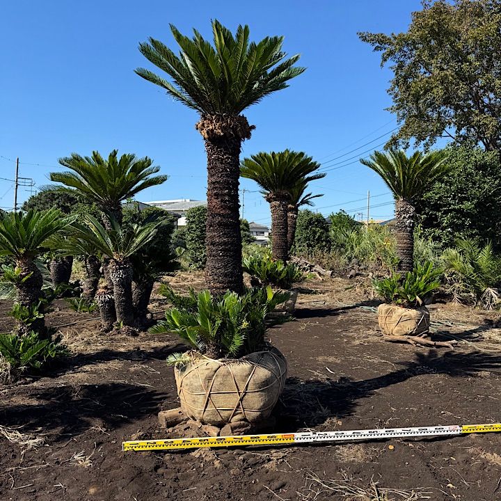 特大ソテツ 観葉植物 ソテツ 蘇鉄 6号鉢苗 大型種類 庭木 風水 地植え おしゃれな