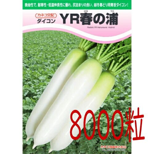 入荷次第出荷 カネコ種苗 ＹＲ春の浦 大根 ８０００粒
