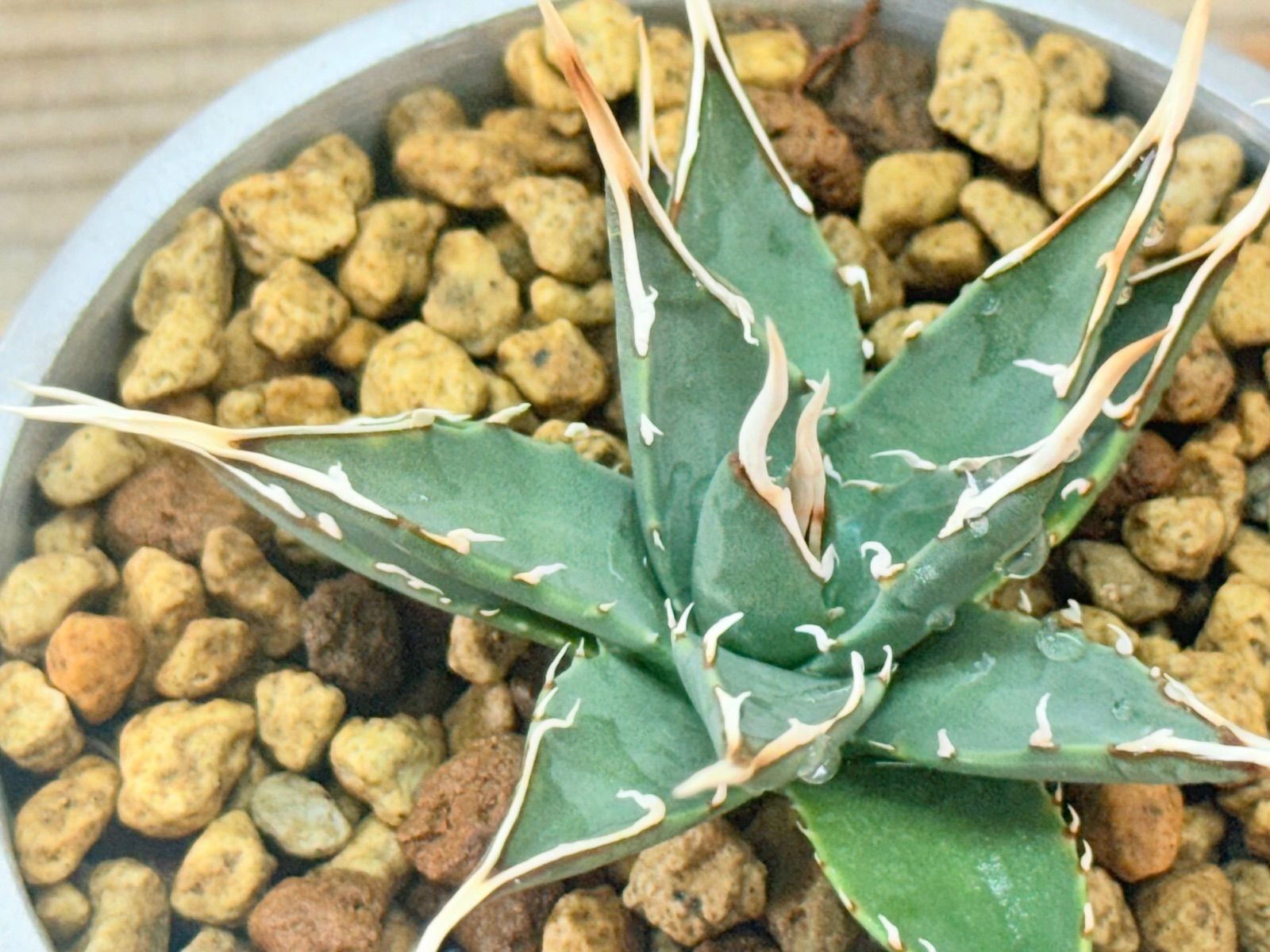 現地株】ユタエンシス エボリスピナ【発根済】 55 ユタエンシス