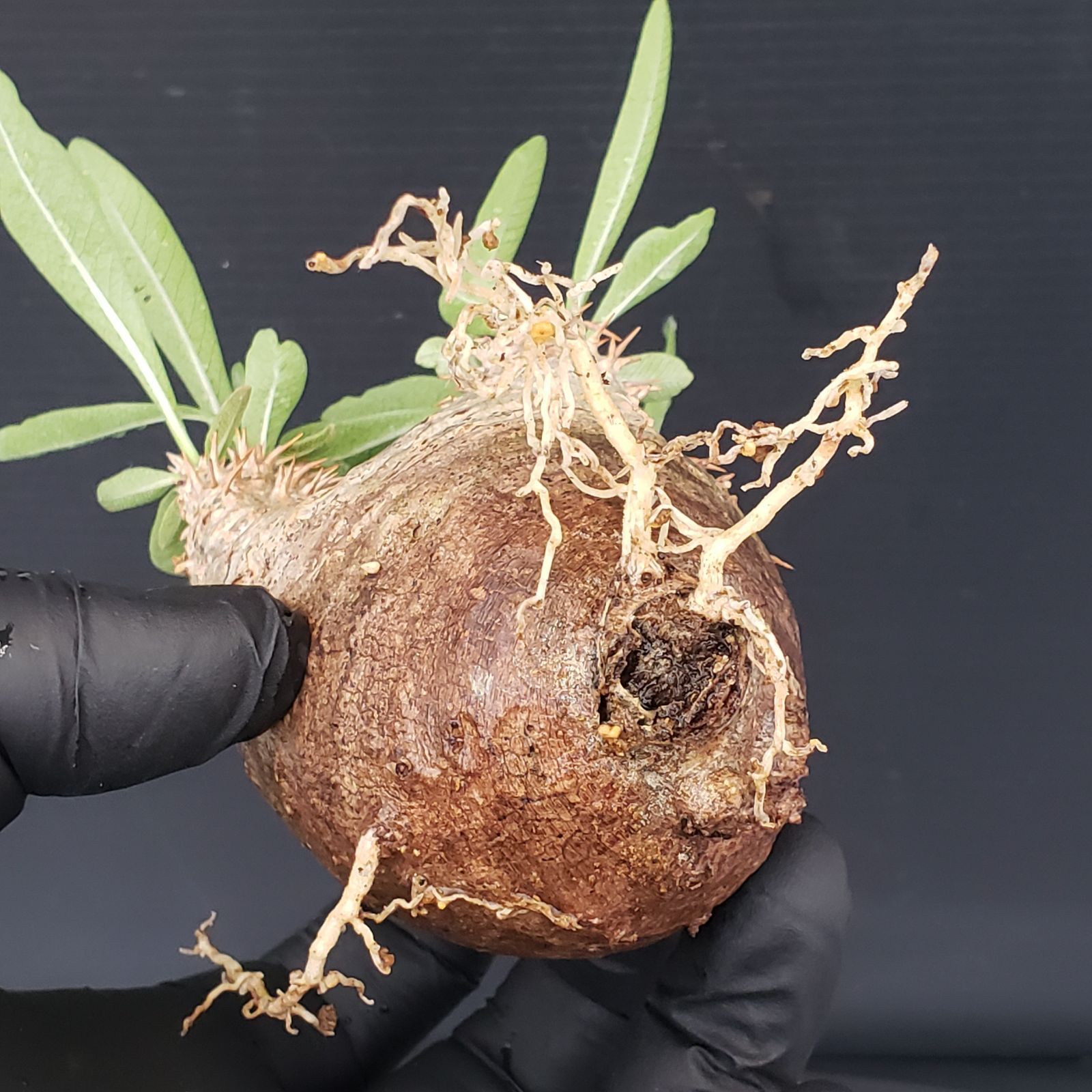 パキポディウム 不明種 Pachypodium V247【自社養生発根株】Pachypodium 品種不明株（SS）（現地球