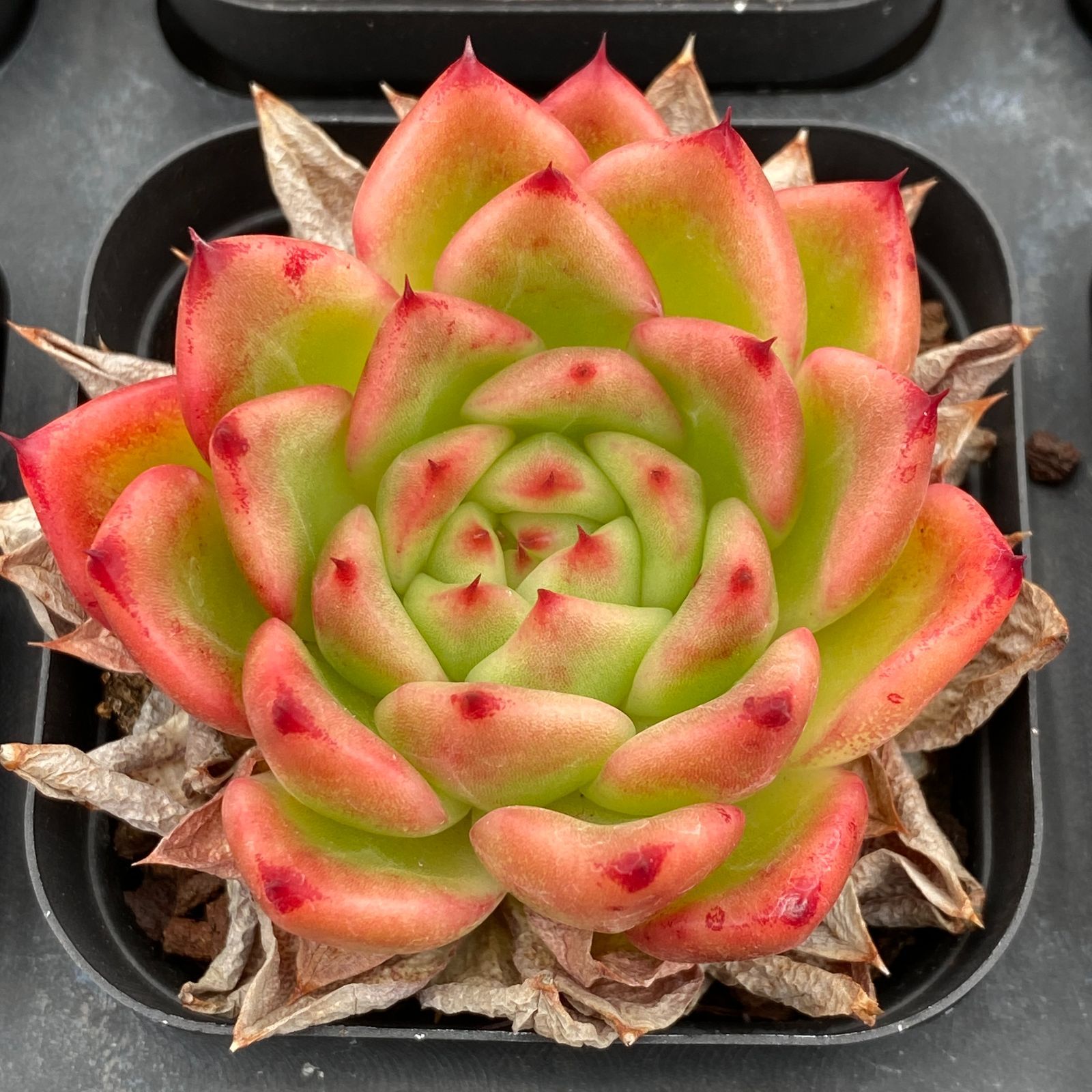 50株の抜き苗セット】レッドスター 多肉植物 佐川急便発送 エケベリア