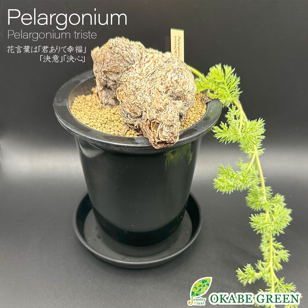 クリスマスローズ　6号 大木ナーサリー デュメ系ホワイト sd 来期用 クリスマスローズ 6号 大木ナーサリー デュメ系ホワイト sd 来期用