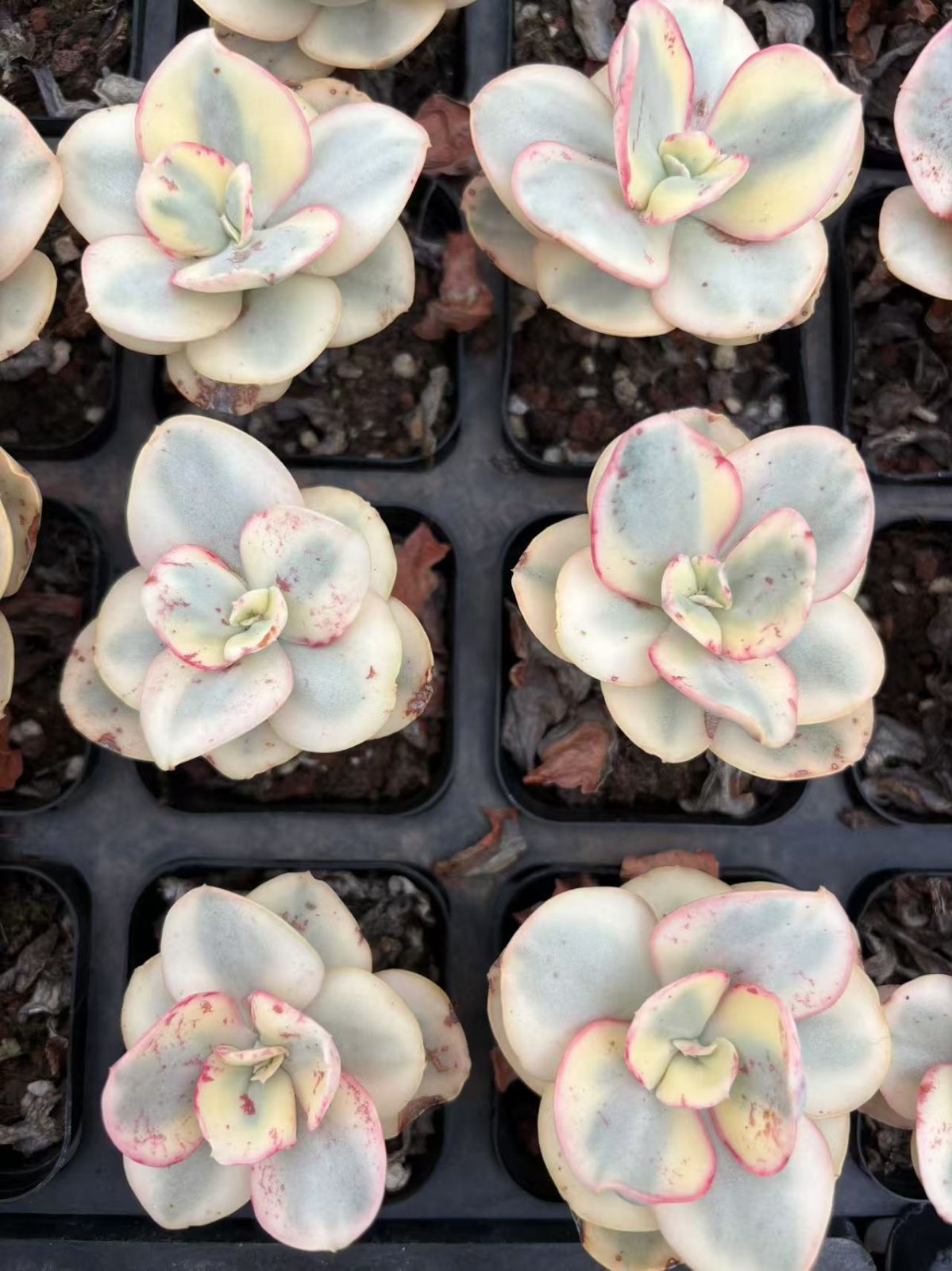 抜き苗 シュウケン錦 XJB462×50株 ふっくら 多肉植物 エケベリア