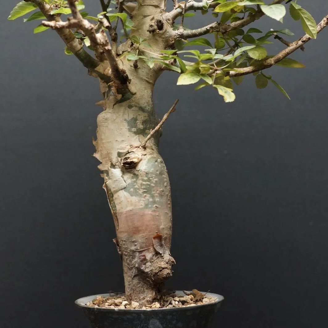 コミフォラホルトジアナ 【公式通販】