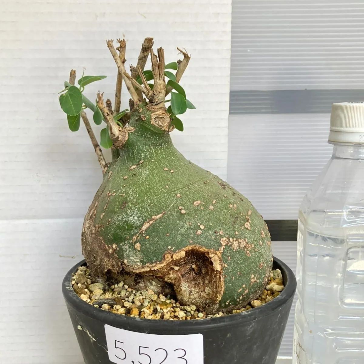 6319 塊根植物 アデニア スピノーサ 植え 発根開始 Adenia spinosa 多肉植物 丸株(その他)｜売買されたオークション情報、yahooの商品情報をアーカイブ公開  - オークファン - 花、園芸（segredosdohomem.com）